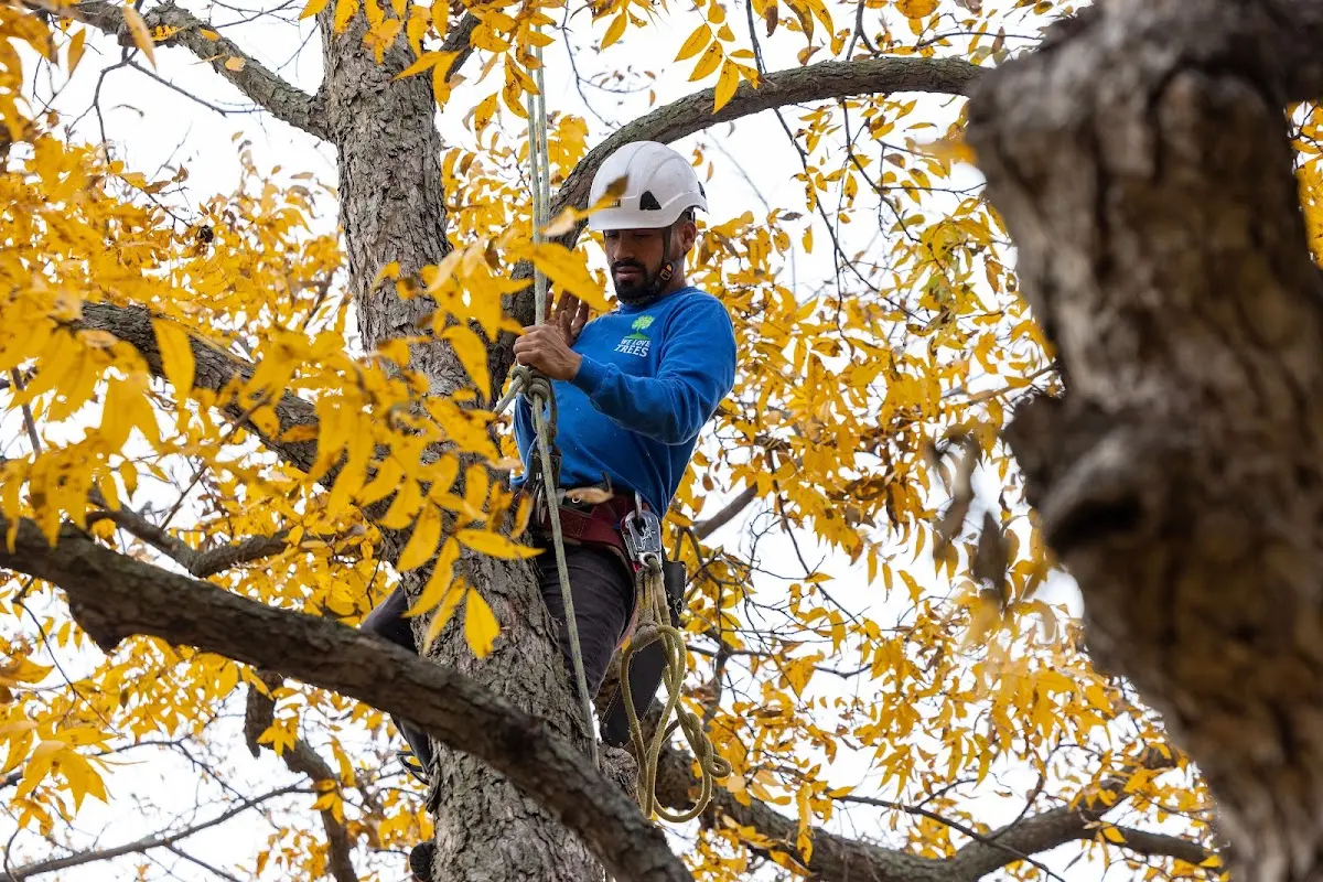 Skilled Tree Planing crew working in Koloa